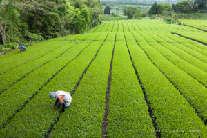 Traditional Japanese Green Tea Plantation