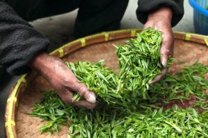 Green Tea | Cancer Prevention